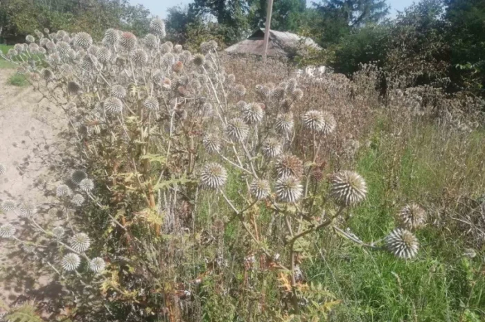 Пропонується насіння мордовника шароголового (крутай, головатень)- фото № 4