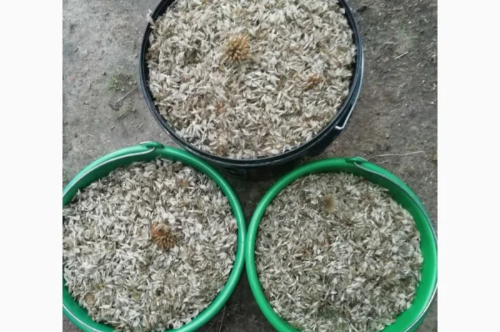 Пропонується насіння мордовника шароголового (крутай, головатень)- фото № 3