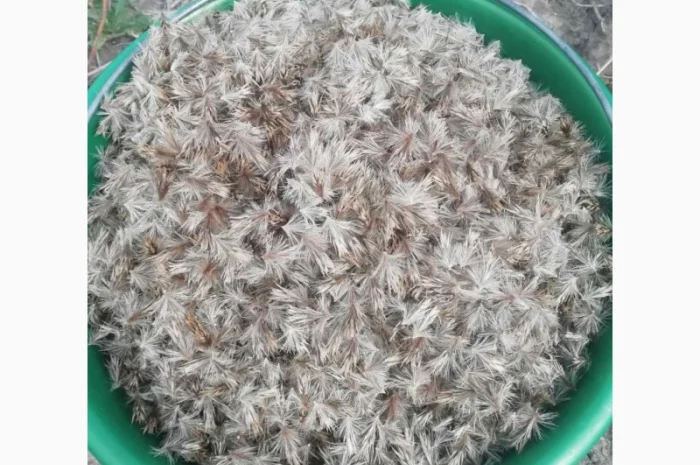 Пропонується насіння мордовника шароголового (крутай, головатень)- фото № 18