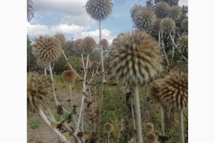 Пропонується насіння мордовника шароголового (крутай, головатень)- фото № 17