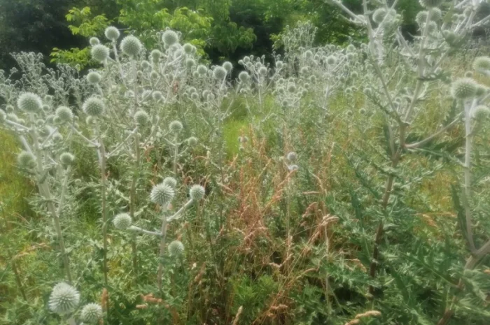 Пропонується насіння мордовника шароголового (крутай, головатень)- фото № 15