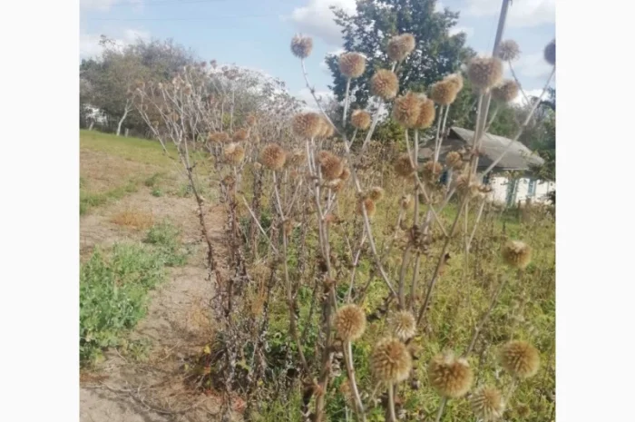 Пропонується насіння мордовника шароголового (крутай, головатень)- фото № 14