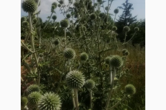 Пропонується насіння мордовника шароголового (крутай, головатень)- фото № 13