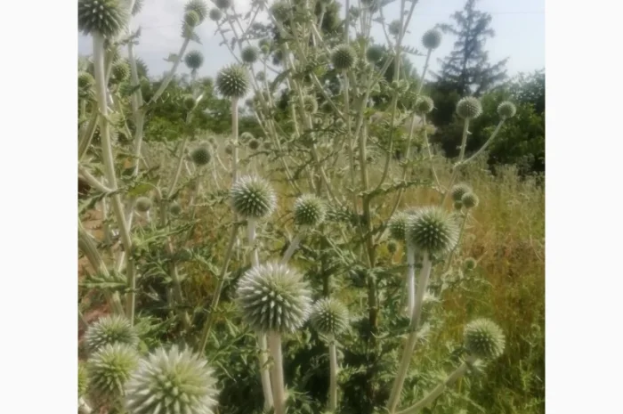 Пропонується насіння мордовника шароголового (крутай, головатень)- фото № 12