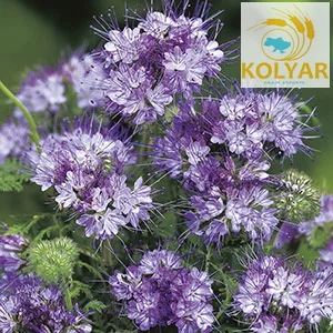 Купуємо насіння фацелії- фото № 1