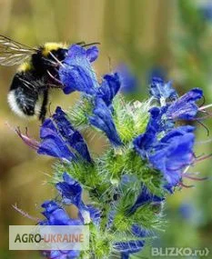 Продам семена МЕДОНОСА СИНЯК и другие медоносы- фото № 1