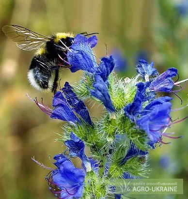 Продам семена медоноса СИНЯК- фото № 1