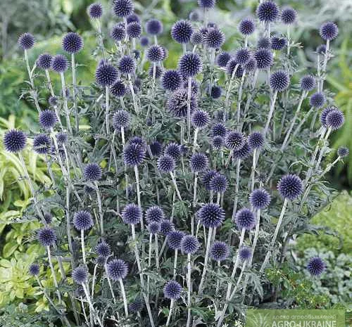 Продам семена медоноса МОРДОВНИК- фото № 3