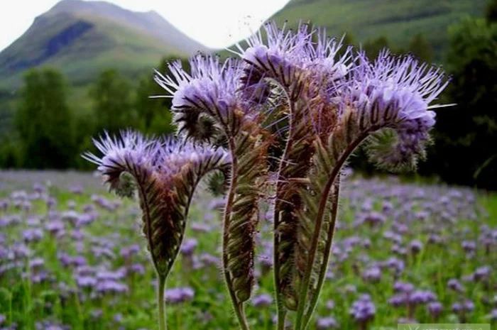 Продам семена ФАЦЕЛИИ Опром больше 1 тонны- фото № 2