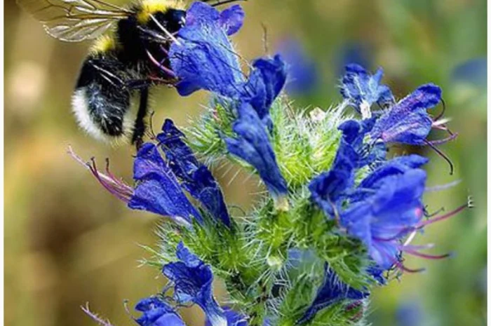 Продам семена СИНЯКА и другие медоносы- фото № 1