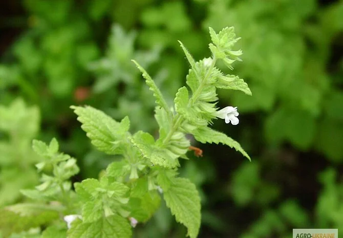 Продам семена мелиссы и другие медоносы- фото № 1