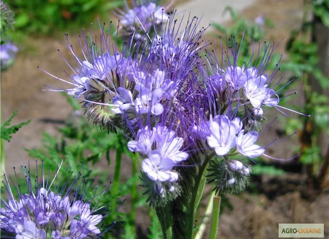 Продам Фацелию и другие медоносы- фото № 1