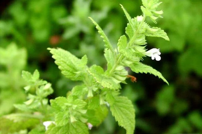 Продам семена МЕЛИССЫ, КОТОВНИКА и других медоносов- фото № 1