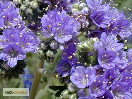 Продам семена МЕЛИССЫ, КОТОВНИКА и других медоносов- фото № 3