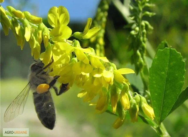 Продам семена МЕЛИССЫ, КОТОВНИКА и других медоносов- фото № 4
