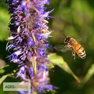 Продам семена МЕЛИССЫ, КОТОВНИКА и других медоносов- фото № 5