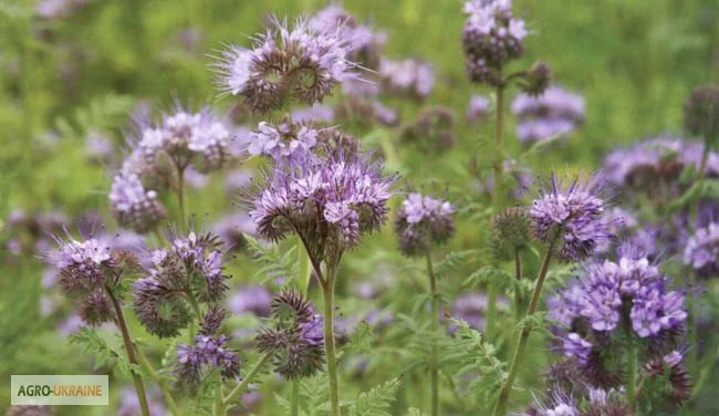 Продам СЕМЕНА МЕДОНОСОВ СИНЯК ( ЦАРЬ МЕДОНОСОВ, фацелию, донник и другие медоносы- фото № 2