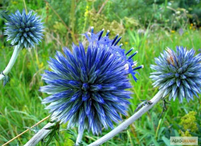 Продам СЕМЕНА МЕДОНОСОВ СИНЯК ( ЦАРЬ МЕДОНОСОВ, фацелию, донник и другие медоносы- фото № 5