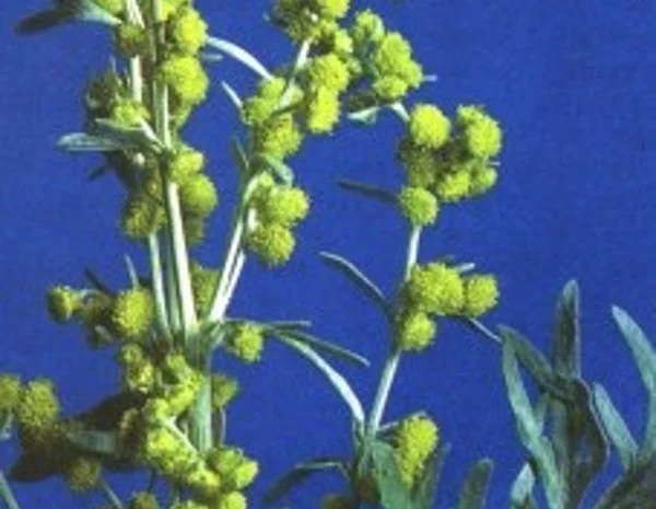 Продам СЕМЕНА МЕДОНОСОВ СИНЯК ( ЦАРЬ МЕДОНОСОВ, фацелию, донник и другие медоносы- фото № 6