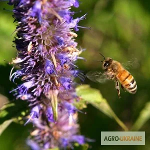 Продам семена мелиссы, котовника, синяка и других медоносов- фото № 1