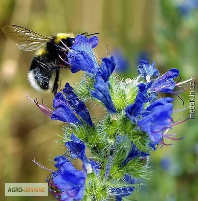 Продам семена мелиссы, котовника, синяка и других медоносов- фото № 4