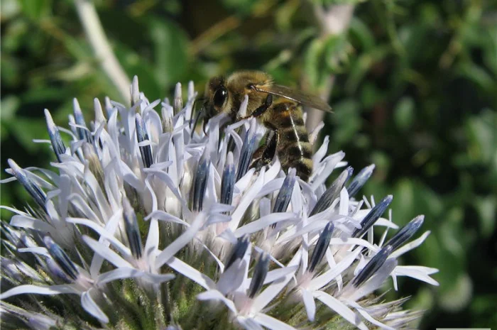 Продам семена мелиссы, котовника, синяка и других медоносов- фото № 5