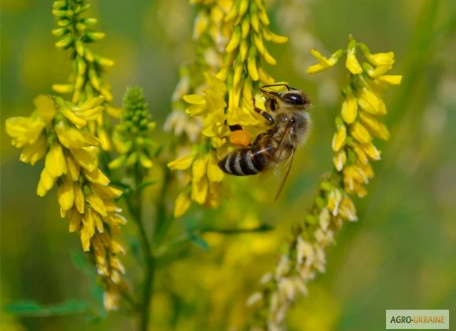 Продам семена медоносов фацелия, донник, мордовник, котовник и др- фото № 1