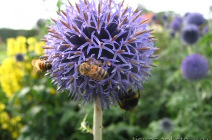 Продам семена медоносов фацелия, донник, мордовник, котовник и др- фото № 2