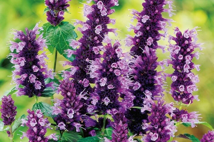 Продам семена медоносов фацелия, донник, мордовник, котовник и др- фото № 3