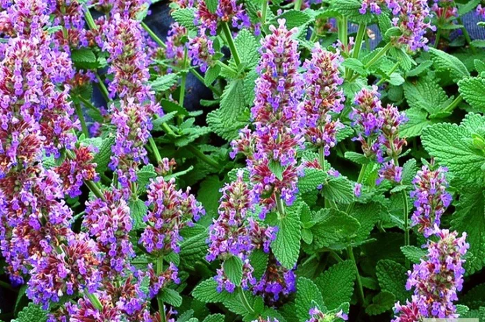 Продам семена медоносов фацелия, донник, мордовник, котовник и др- фото № 4