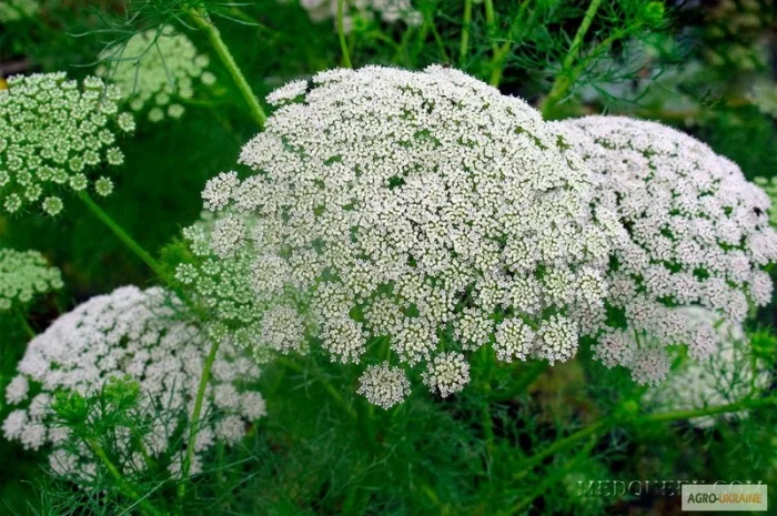 Продам семена медоносов фацелия, донник, мордовник, котовник и др- фото № 6