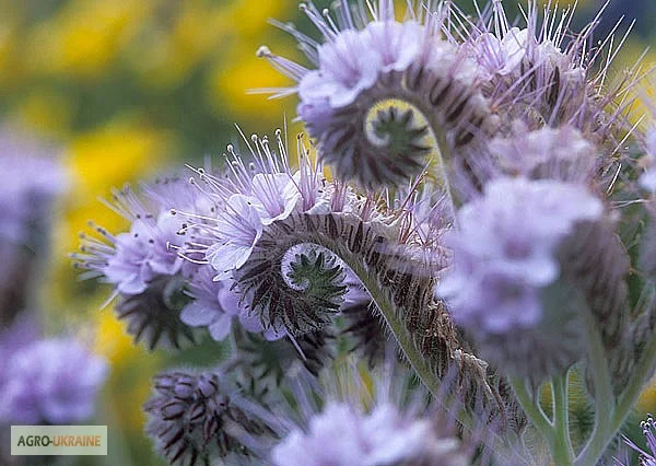 Продам ЭХИНАЦЕЮ, МЕЛИССУ, СИНЯК, КОТОВНИК, мордовник, фацелия и другие медоносы- фото № 5