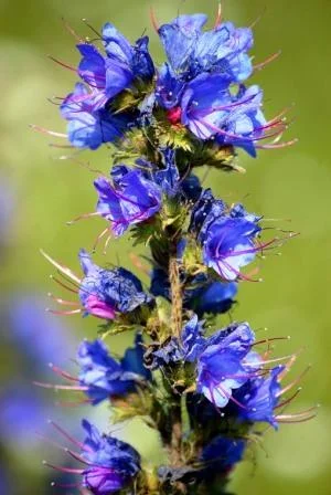 Продам семена СИНЯКА, ФАЦЕЛИИ, ДОННИКА и других медоносов по хороших ценах- фото № 1