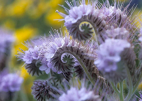 Продам семена СИНЯКА, ФАЦЕЛИИ, ДОННИКА и других медоносов по хороших ценах- фото № 2