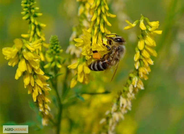 Продам Эхинацею, Мелиссы, Котовник, Донник, фацелию и другие медоносы- фото № 4