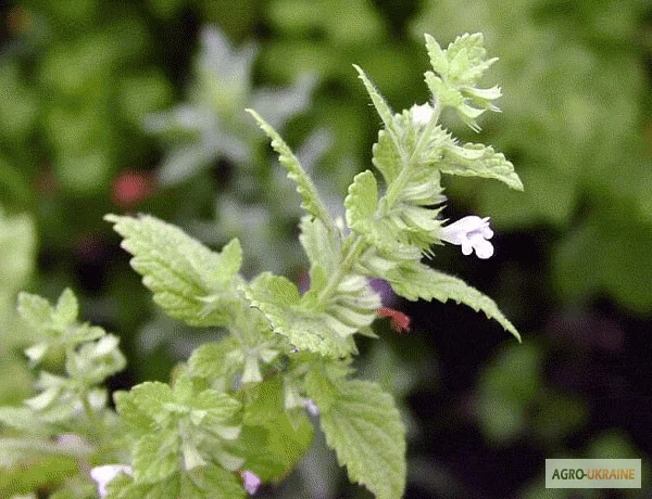 Продам Эхинацею- фото № 5