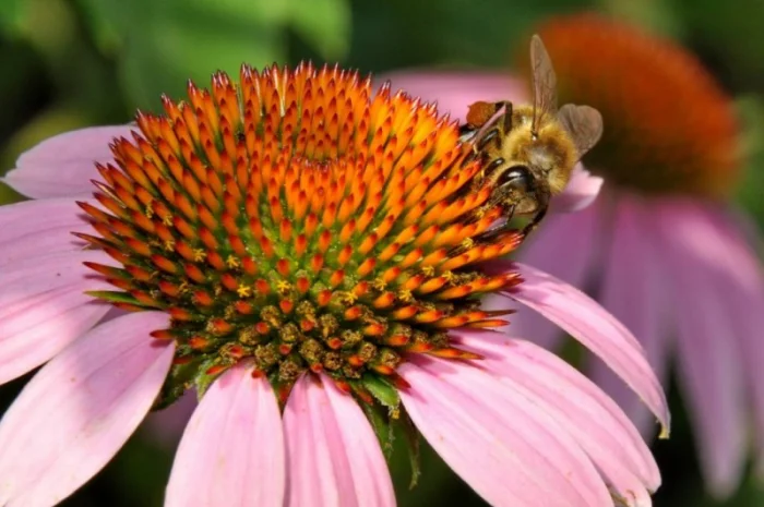 Продам семена СИНЯК, фацелия, донник, мелисса, эхинацея, котовник, козлятник и др медоносы- фото № 1