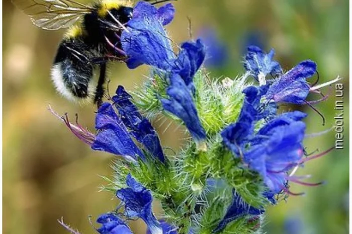 Продам Синяк, Донник, Фацелию большим и малым оптом- фото № 1