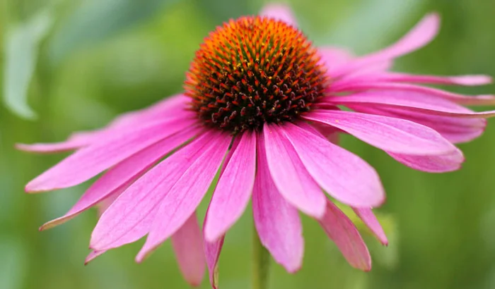 Продам Синяк, Донник, Фацелию большим и малым оптом- фото № 3