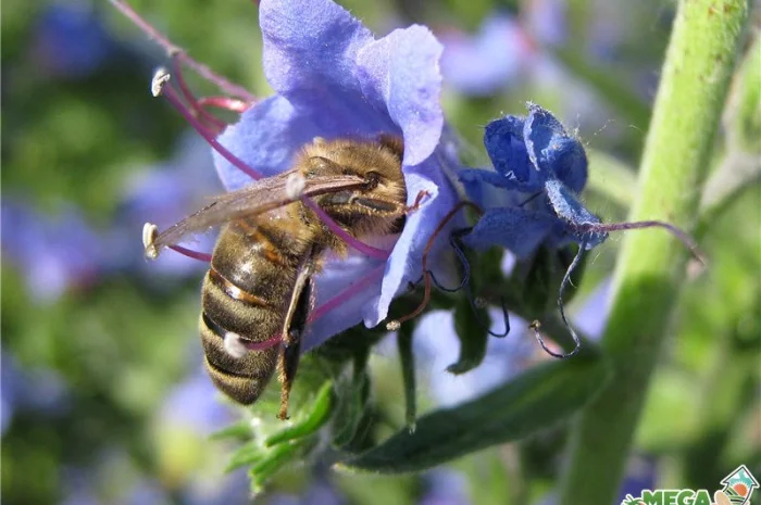 Продам СИНЯК, фацелию, донник, мелиссу, эхинацею, мордовник и другие медоносы- фото № 1