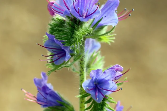 Продам насіння фацелії, буркуна, синяк і інші медоноси. Урожай 2024 року- фото № 1