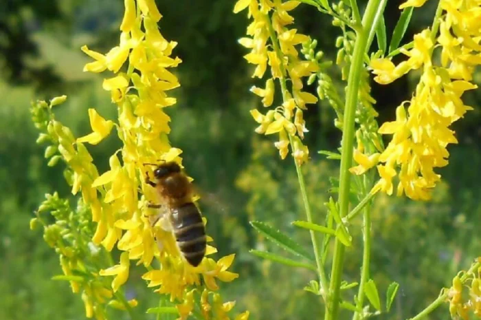 Продам насіння фацелії, буркуна, синяк і інші медоноси. Урожай 2024 року- фото № 3