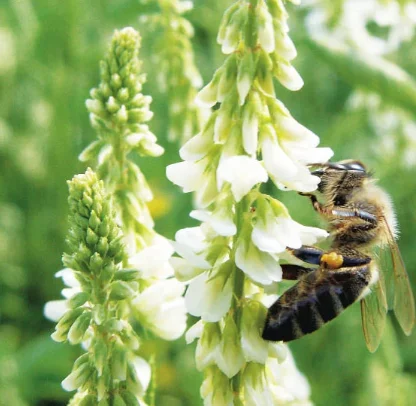 Продам Синяк- фото № 3