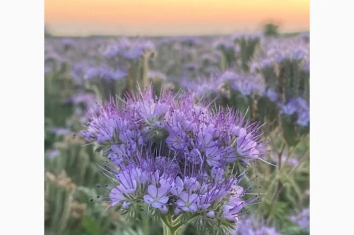 Продам СИНЯК, Фацелію, Буркун (Доннік) та інші медоноси- фото № 1