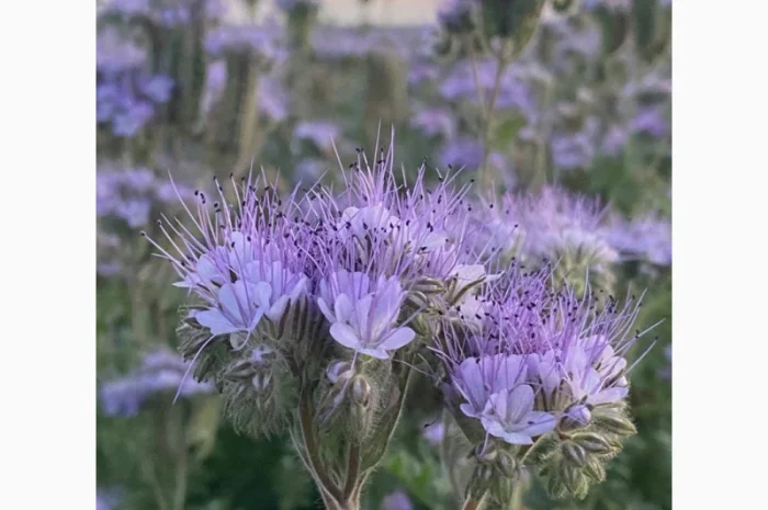 Продам СИНЯК, Фацелію, Буркун (Доннік) та інші медоноси- фото № 3