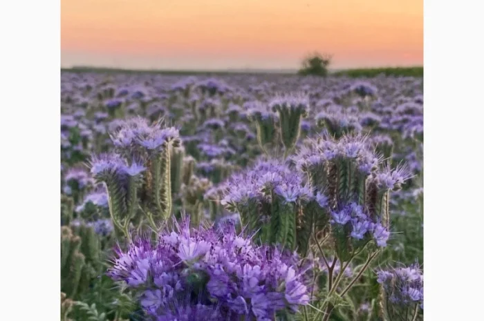 Продам семена фацелии, донник, синяк цена договорная- фото № 1