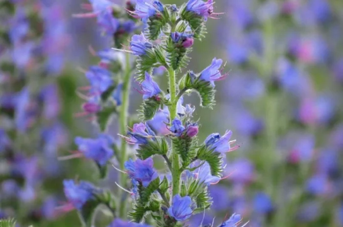 Продам семена медоносов фацелия, донник, синяк- фото № 1