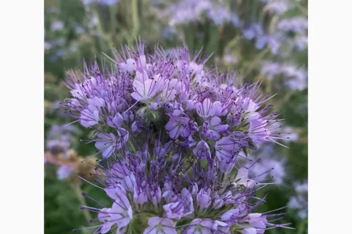 Продам семена медоносов фацелия, донник, синяк- фото № 2