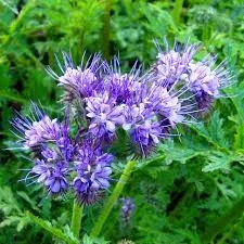 Продам насіння фацелії- фото № 1