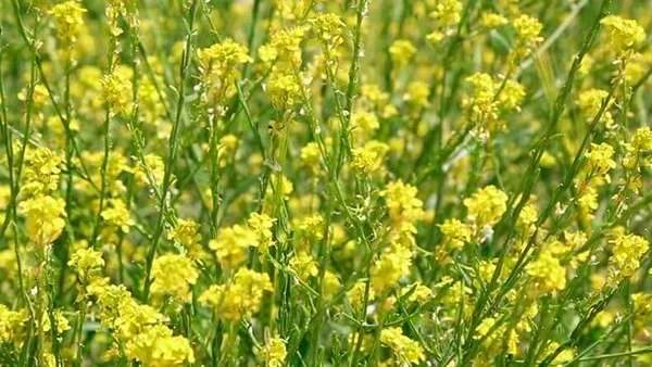 Насіння Гірчиці Жовтої та Білої- фото № 1